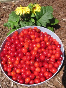 bowl of cherries