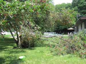 cherry tree broken limb