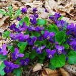 violets