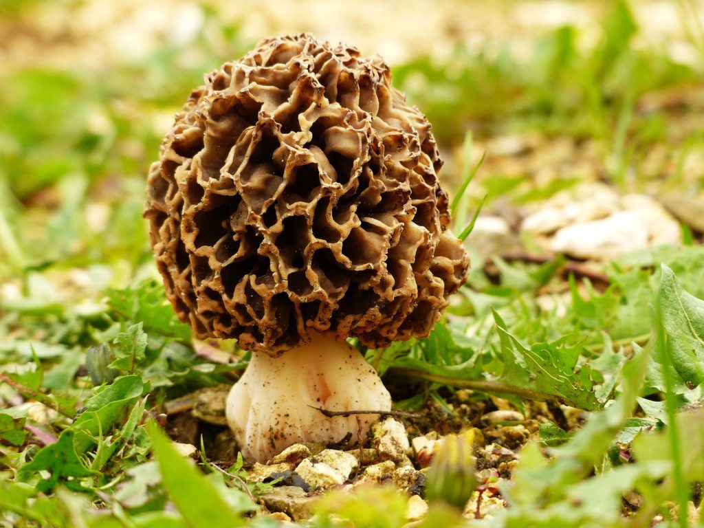 This image has an empty alt attribute; its file name is Todays-new-language-mushroom-1-1024x768.jpg